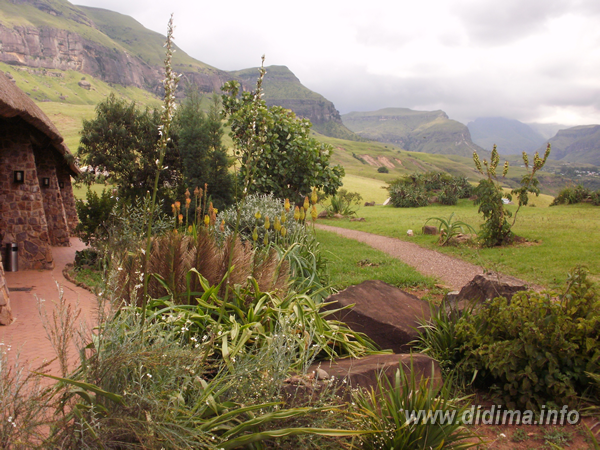 didima camp information5.png